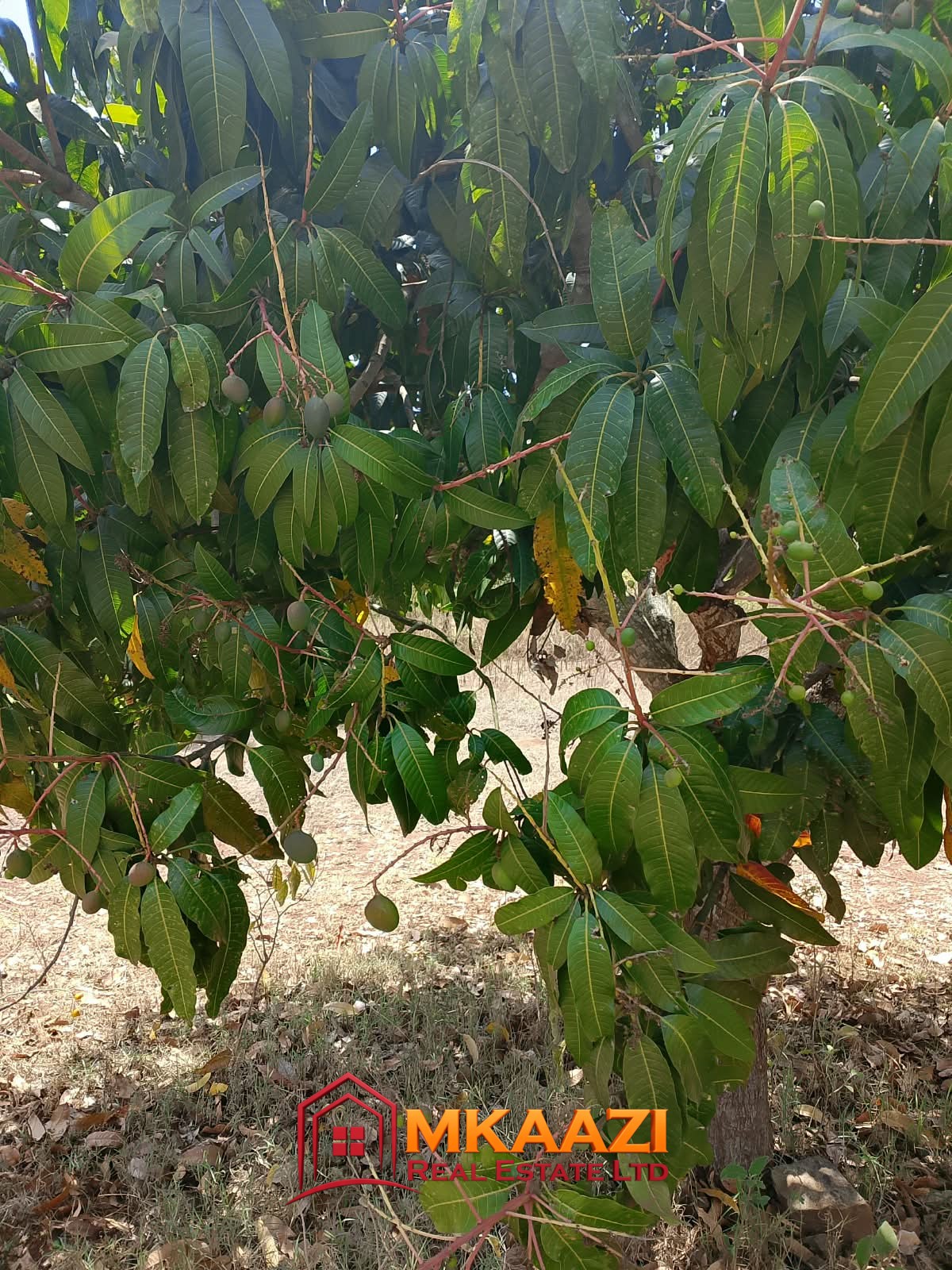 Commercial Quarter-Acre Plot for Sale in Gachoka, Embu – KSh 650,000