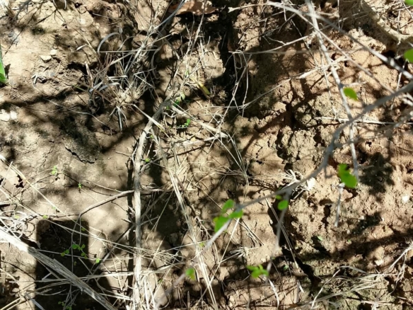 1/8 Acre Plots for Sale in Kanyariri, Embu – KSh 550,000