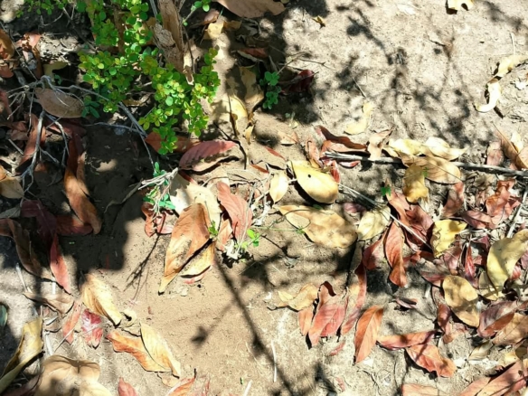 1/8 Acre Plots for Sale in Kanyariri, Embu – KSh 550,000