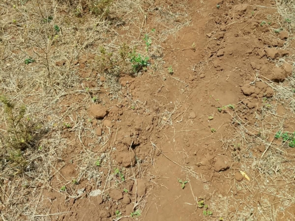 Commercial Quarter-Acre Plot for Sale in Gachoka, Embu – KSh 650,000