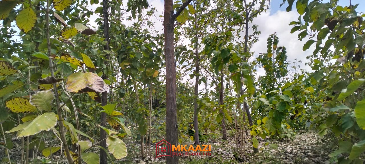 Quater Acre Kakuyuni (1) Affordable Quarter-Acre Plots for Sale in Kakuyuni, Malindi – KSh 950,000