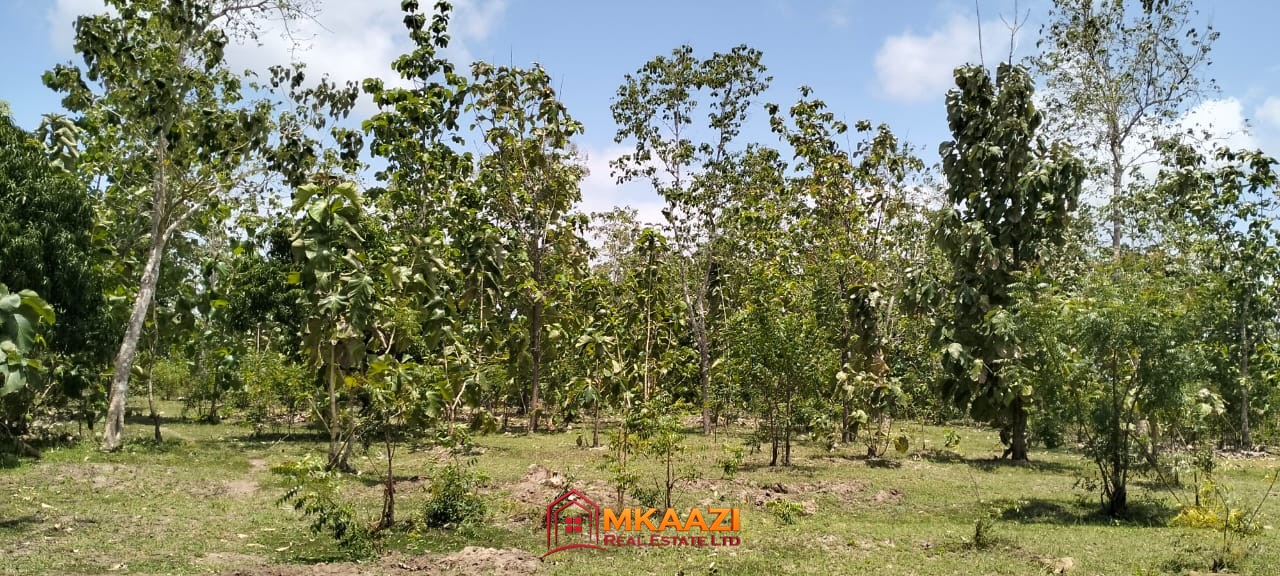 Quater Acre Kakuyuni (2) Affordable Quarter-Acre Plots for Sale in Kakuyuni, Malindi – KSh 950,000
