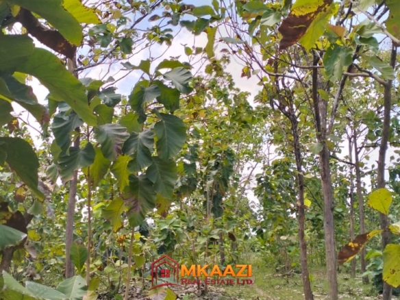 Affordable Quarter-Acre Plots for Sale in Kakuyuni, Malindi – KSh 950,000