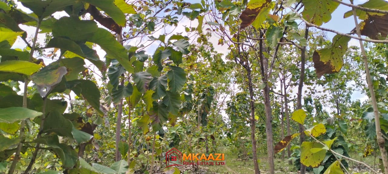 Quater Acre Kakuyuni (3) Affordable Quarter-Acre Plots for Sale in Kakuyuni, Malindi – KSh 950,000