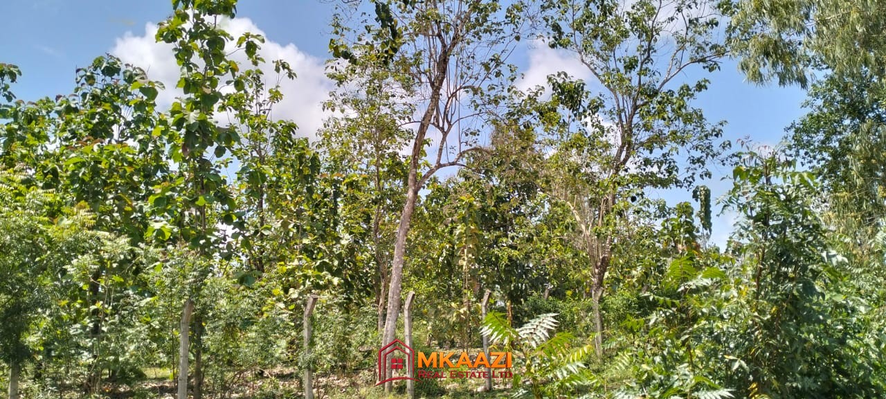 Quater Acre Kakuyuni (4) Affordable Quarter-Acre Plots for Sale in Kakuyuni, Malindi – KSh 950,000